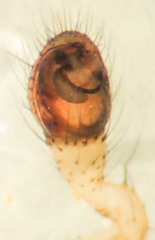 Enoplognatha marmorata
