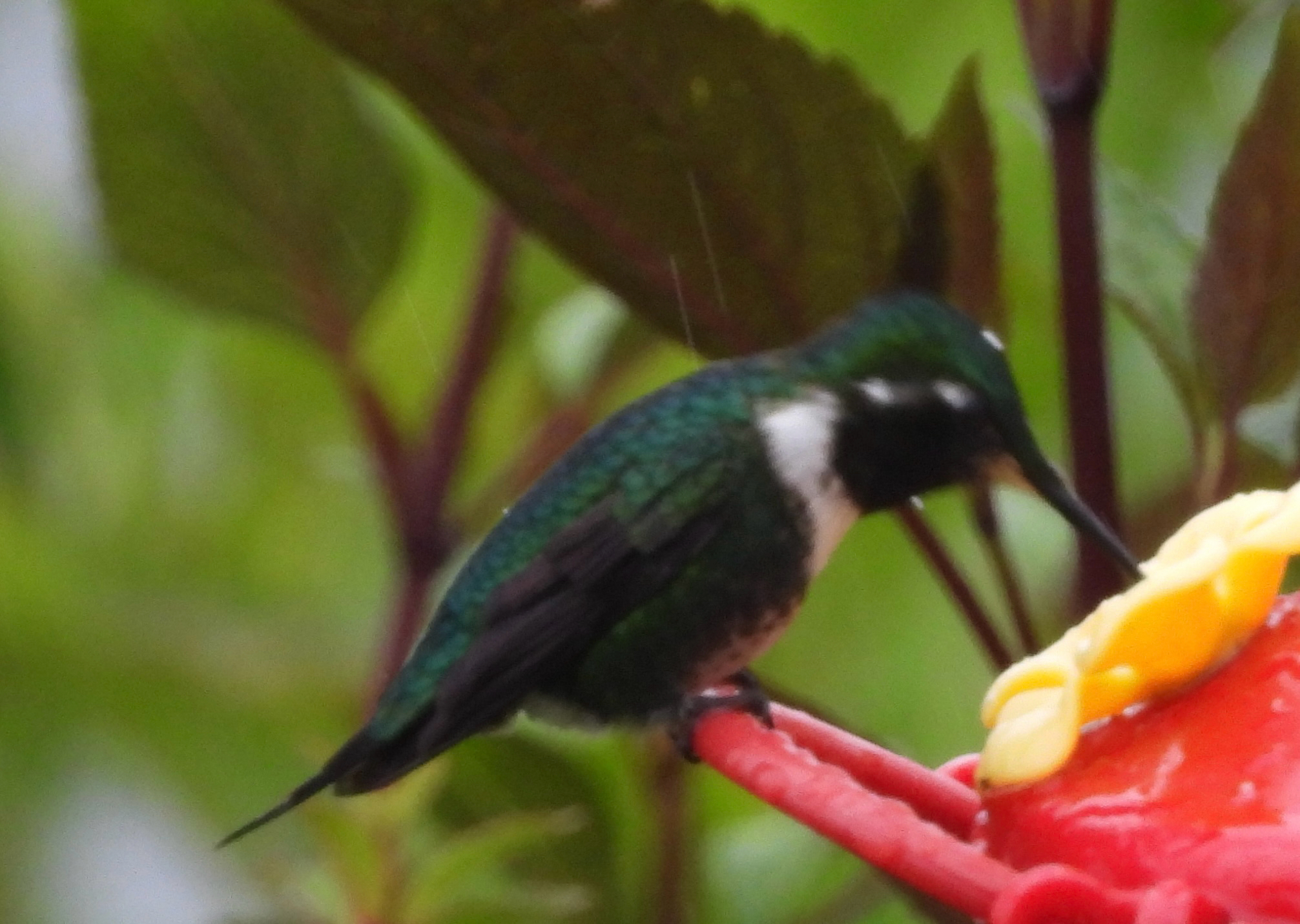 White-bellied Woodstar (Chaetocercus mulsant), photo 4