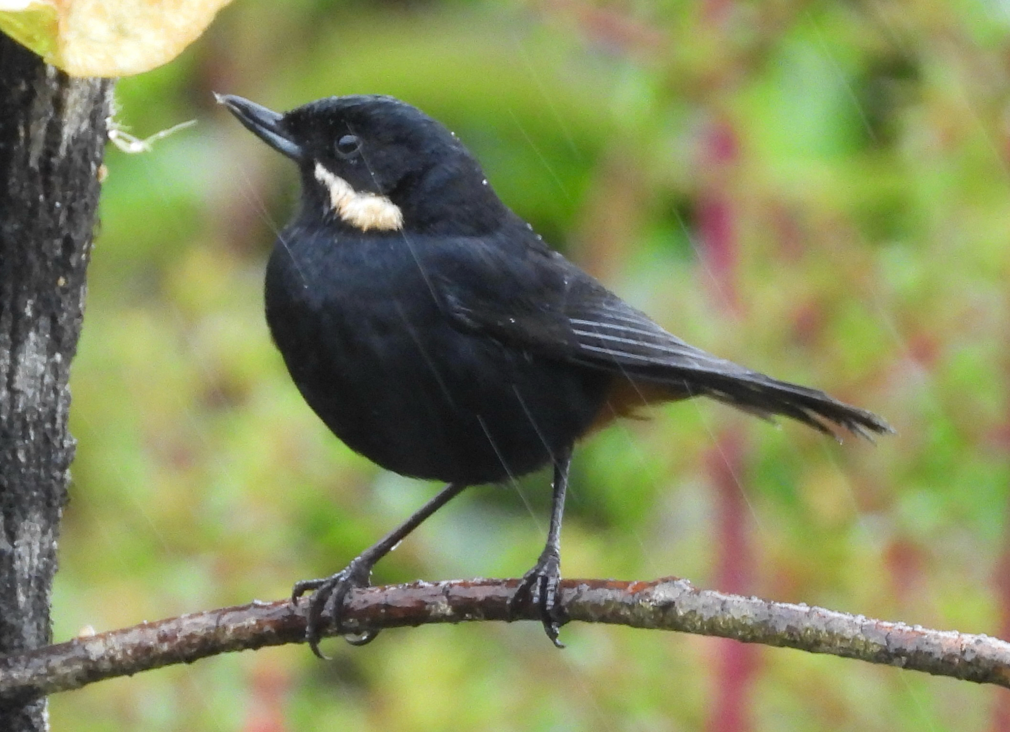 Moustached Flowerpiercer (Diglossa mystacalis), photo 1