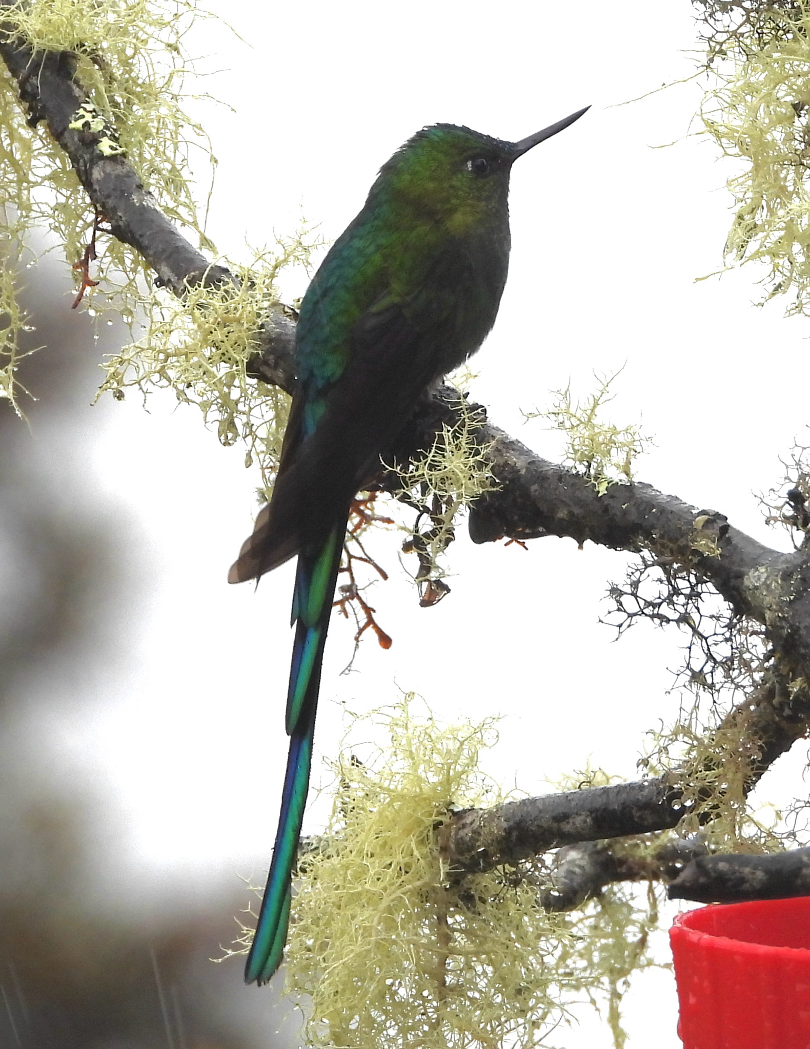 Long-tailed Sylph (Aglaiocercus kingii), photo 8