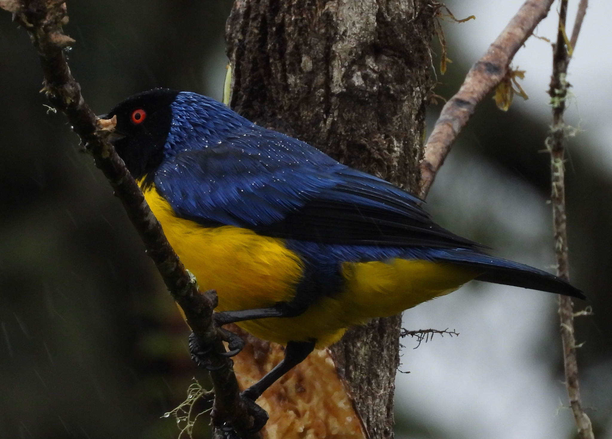 Hooded Mountain Tanager (Buthraupis montana), photo 1