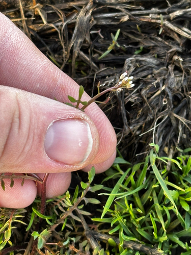 Virginia cress (Planodes virginicum)