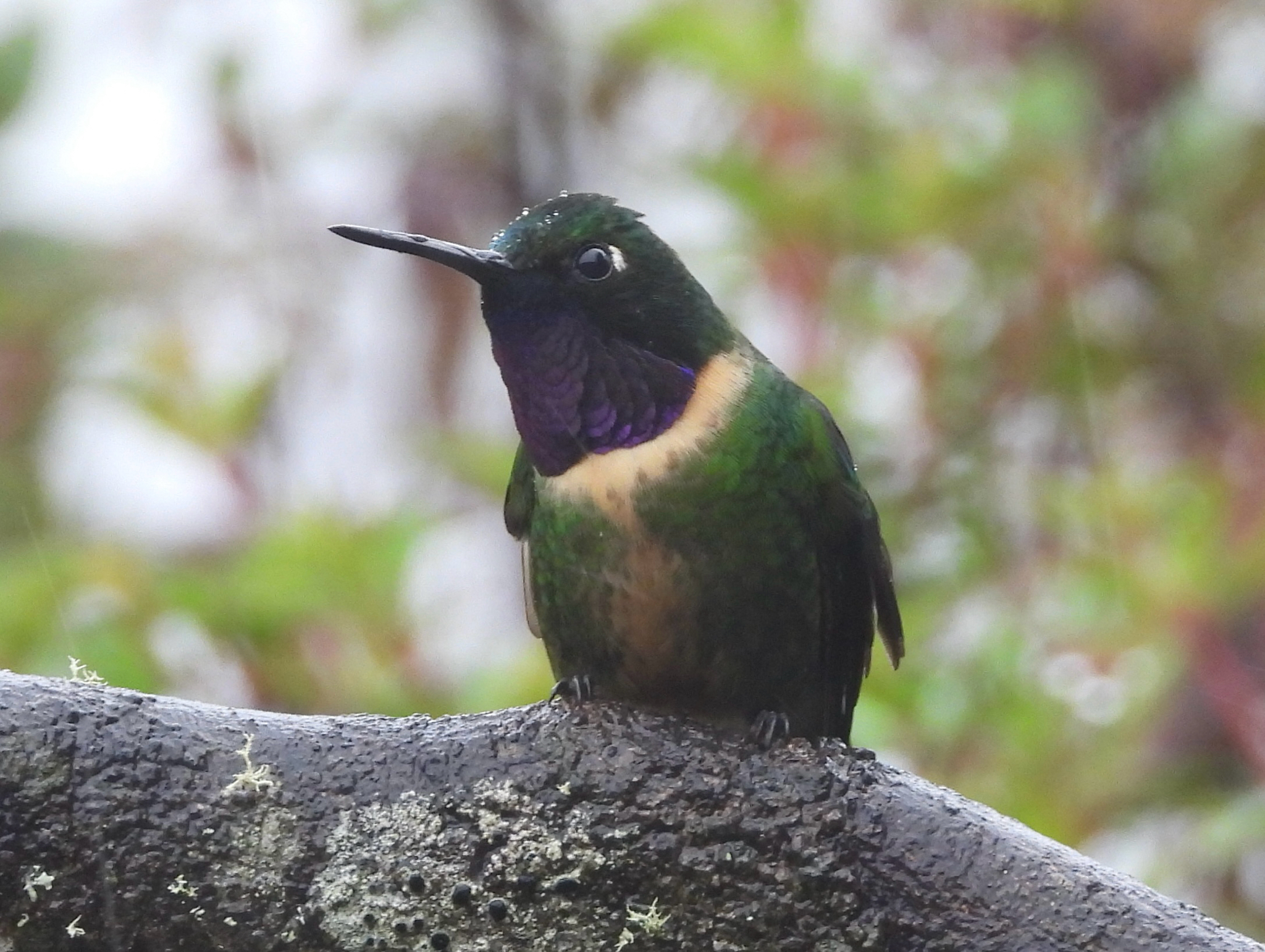 Amethyst-throated Sunangel (Heliangelus amethysticollis), photo 4