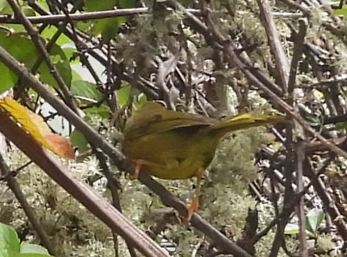 Pale-legged Warbler (Myiothlypis signata), photo 2