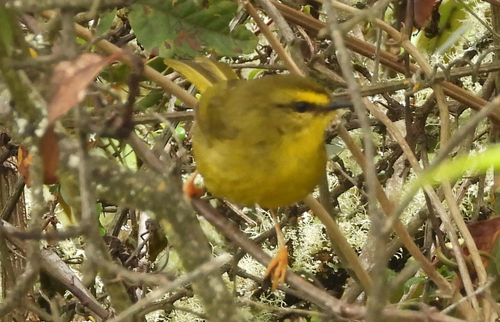 Pale-legged Warbler (Myiothlypis signata), photo 2