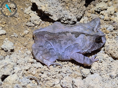 Bahia Smooth-horned Frog