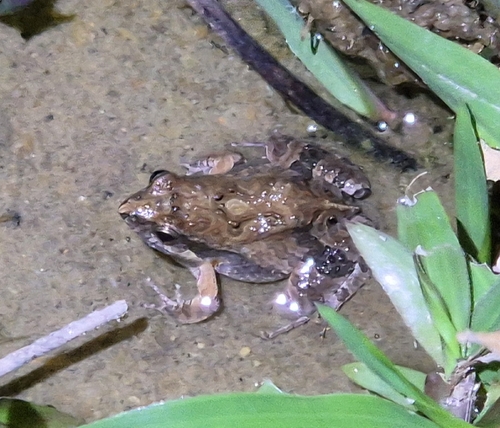 Cuvier’s Foam Frog