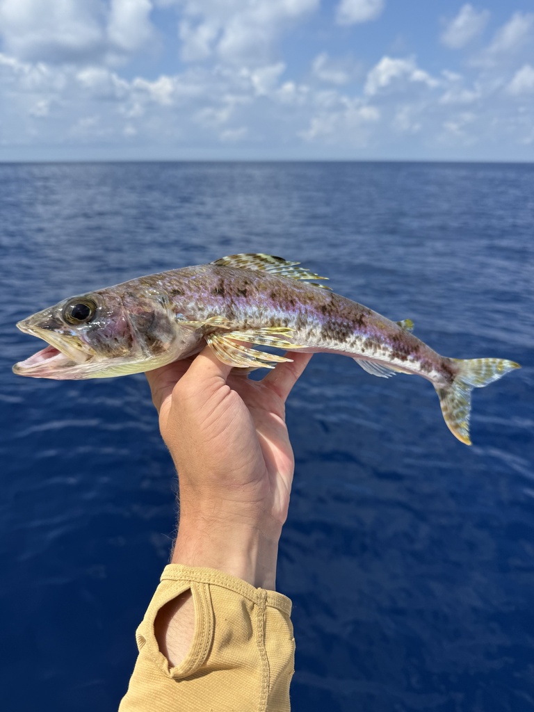 Royal Flagfin