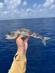 Royal Flagfin photo 2