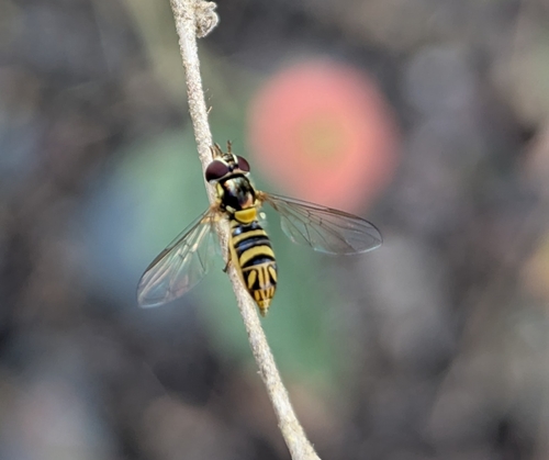 Unknown species found near Rancho del Oro Dr & Vista del Oro Dr, Oceanside, CA 92056, USA