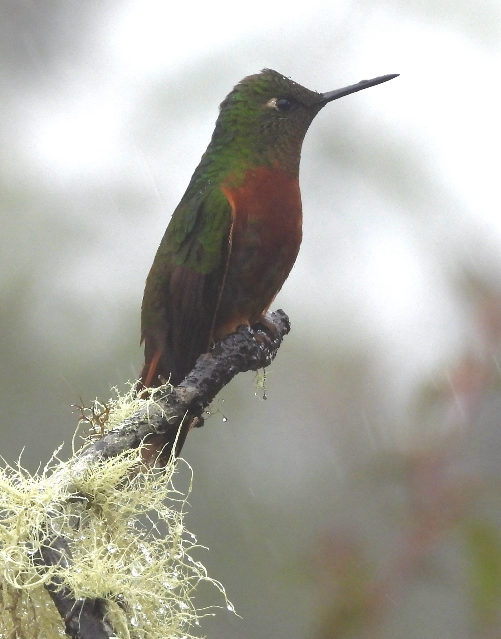 Chestnut-breasted Coronet (Boissonneaua matthewsii), photo 5