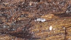 Pogonognathellus longicornis