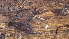 Pogonognathellus longicornis