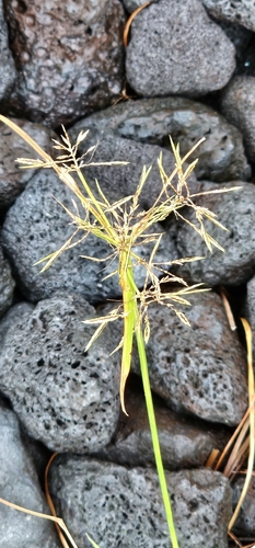 Cyperus sphacelatus observed 2026-03-12