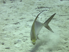 Trachinotus blochii