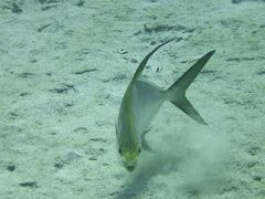 Trachinotus blochii