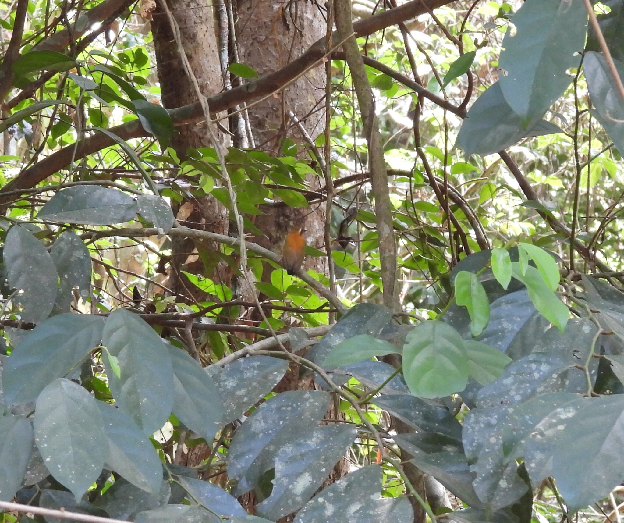 White-browed Piculet (Sasia ochracea), photo 3