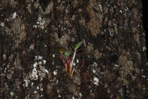 Ironbark feather orchid (Dendrobium aemulum)