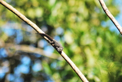 Sceloporus asper