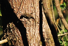 Sceloporus asper