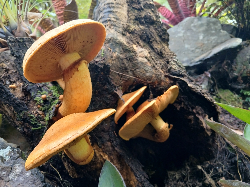 Gymnopilus junonius · March 2026 · photo: © mphnz (iNaturalist, cc0)