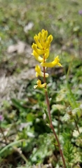 Corydalis micrantha texensis