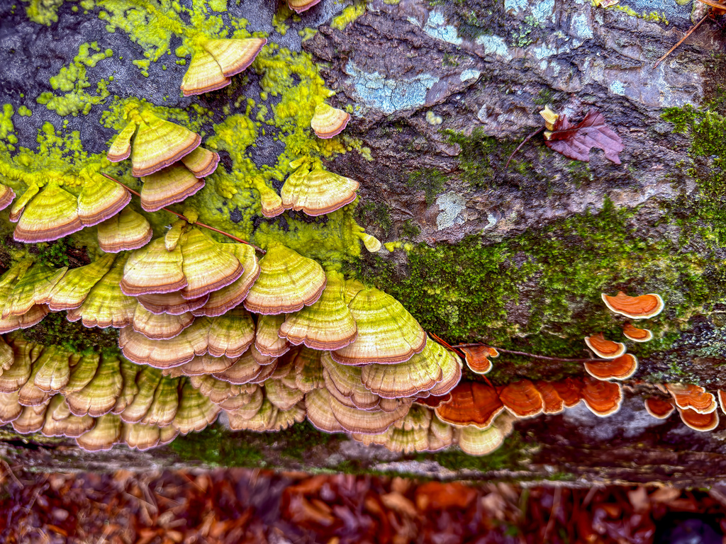 Trichaptum biforme · March 2026 · photo: © bill_sheehan (iNaturalist, cc-by-nc)