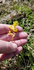 Corydalis micrantha texensis