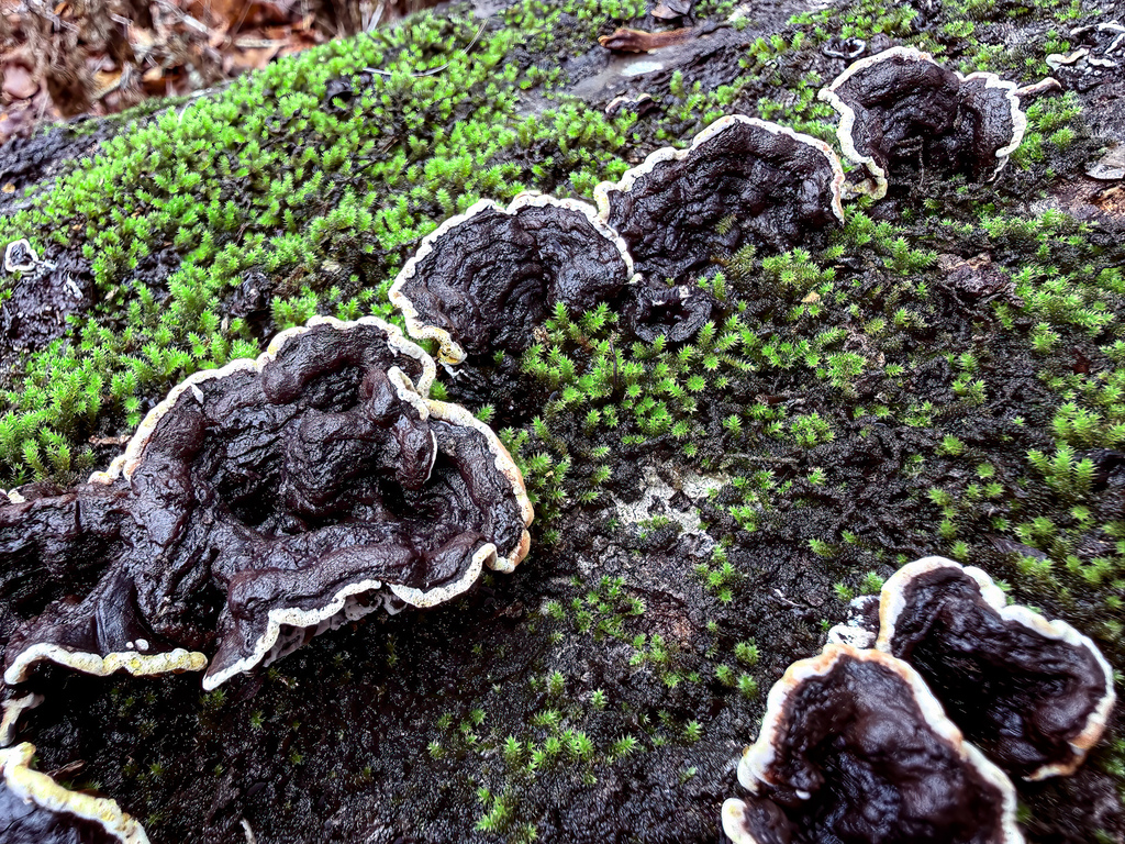 Punctularia strigosozonata · March 2026 · photo: © bill_sheehan (iNaturalist, cc-by-nc)
