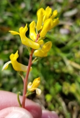 Corydalis micrantha texensis