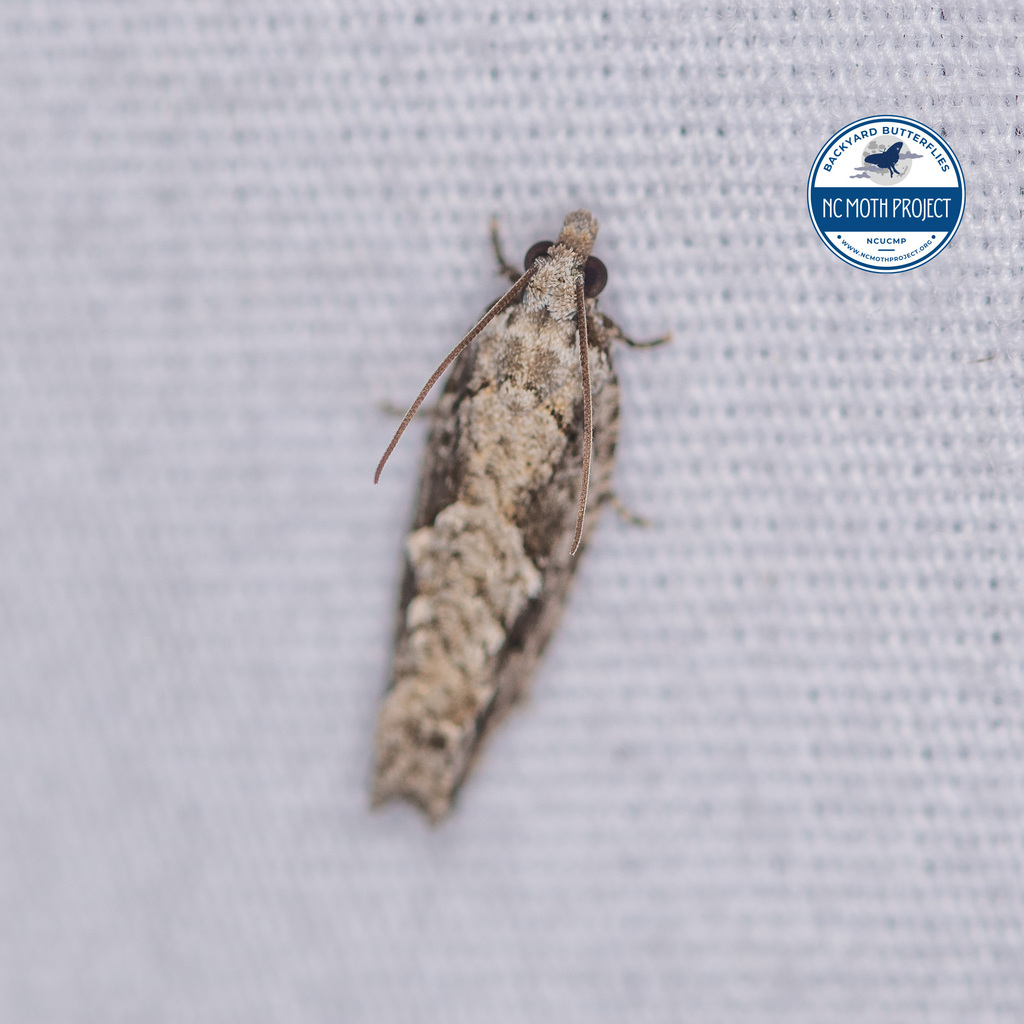 Pecan Bud Moth