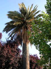 Jubaea chilensis