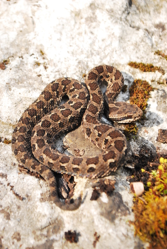 Campbell's Rattlesnake