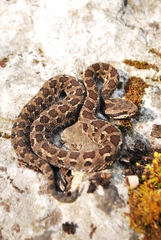 Crotalus campbelli
