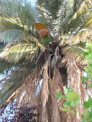 Jubaea chilensis