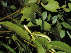 Dendrelaphis formosus