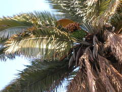 Jubaea chilensis