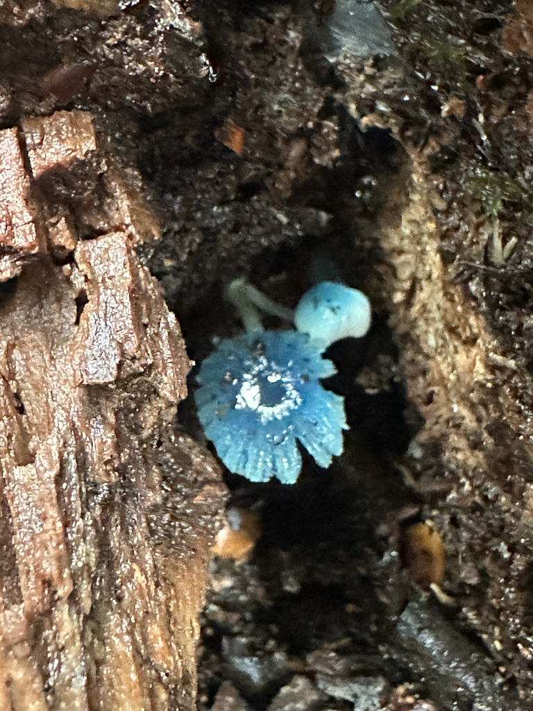 Mycena interrupta · March 2026 · photo: © shuetrim (iNaturalist, cc-by)