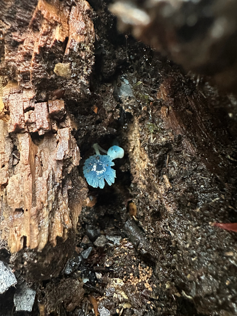 Mycena interrupta · March 2026 · photo: © shuetrim (iNaturalist, cc-by)
