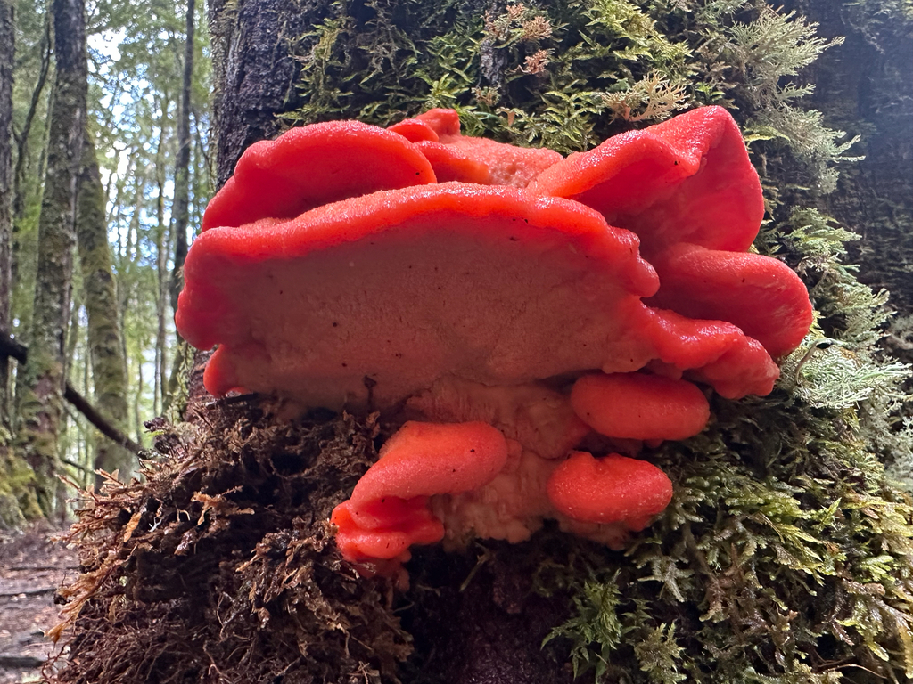 Aurantiporus pulcherrimus · March 2026 · photo: © shuetrim (iNaturalist, cc-by)