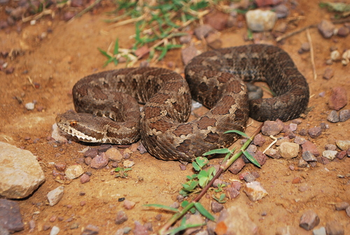 Campbell's Rattlesnake