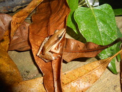 Indosylvirana nicobariensis