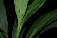 (c) Greg Tasney, some rights reserved (CC BY-SA) Cordyline congesta, photograph (c) Greg Tasney, some rights reserved (CC BY-SA)