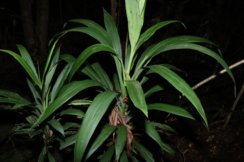 Cordyline congesta, photograph 6