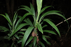 Cordyline congesta, photograph (c) Greg Tasney, some rights reserved (CC BY-SA)