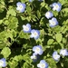 Bird's-eye Speedwell - Photo (c) alan-otter, some rights reserved (CC BY-NC), uploaded by alan-otter