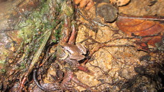 Microhyla achatina