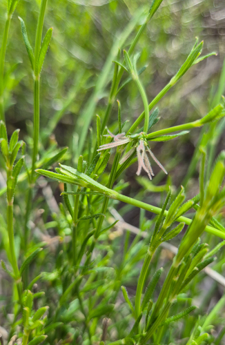 Twiggy Stinkweed (Opercularia turpis)