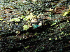 Arthrorhaphis aeruginosa