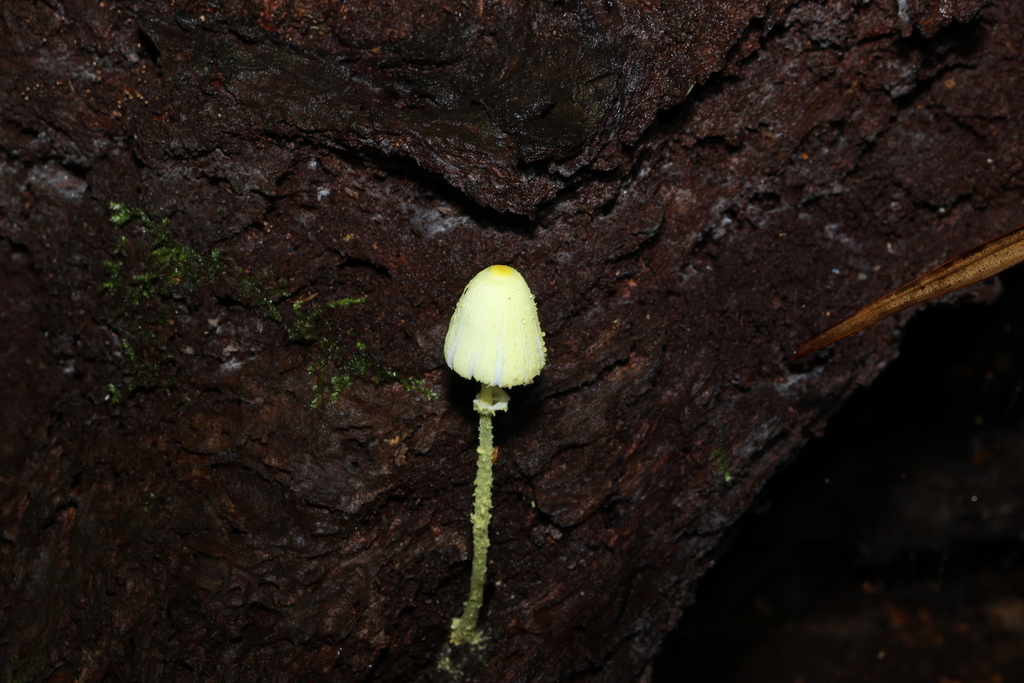 Leucocoprinus fragilissimus · March 2026 · photo: © gregtasney (iNaturalist, cc-by-sa)